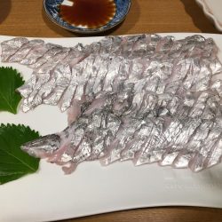 太刀魚いい感じ